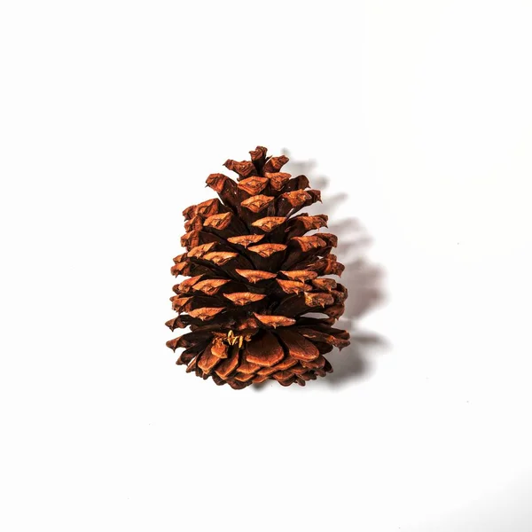 Sosna Ponderosa Pinus Ponderosa Oryginalny Wizerunek Domeny Publicznej Firmy Flickr — Zdjęcie stockowe
