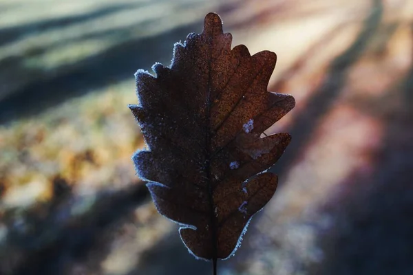 氷に覆われた秋の茶色の葉 — ストック写真