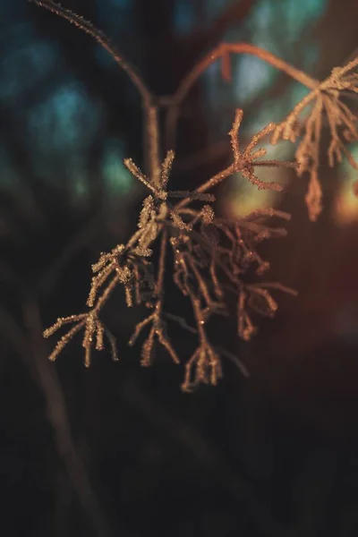 氷の結晶で覆われた葉 — ストック写真