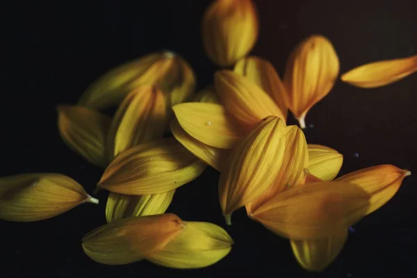 Пелюстки Квітки Сонця Чорному Тлі — стокове фото