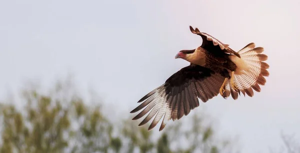 Pássaro Caracara Crested Arizona — Fotografia de Stock