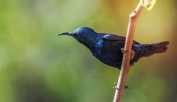 Μωβ Sunbird Από Δυτική Ghats — Φωτογραφία Αρχείου