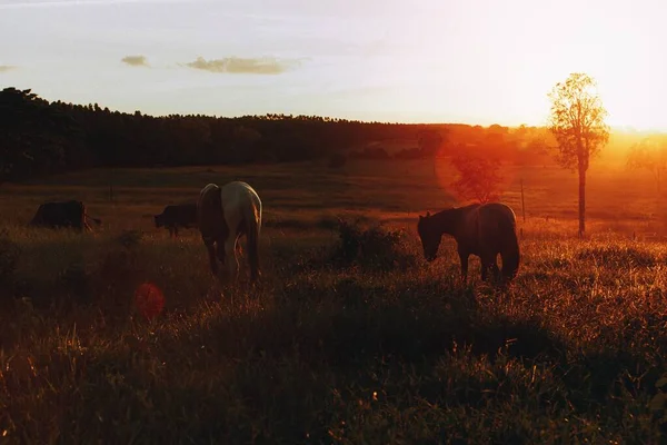 巴西贝洛奥里藏特金色田野里的马 — 图库照片