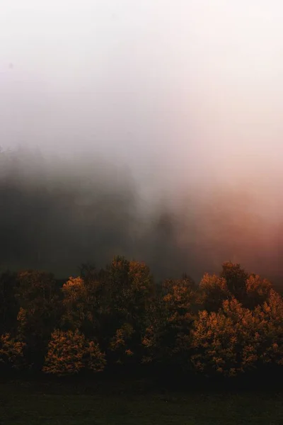 霧の日に黄色のカラマツ — ストック写真