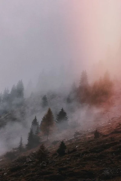 Foggy Woodlands Winter — Stock Photo, Image