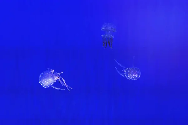 深い青色の海のクラゲ — ストック写真