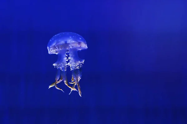 Медузи Глибокому Синьому Морі — стокове фото
