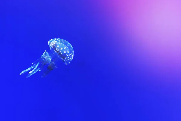 Meduzy Głębinach Błękitnego Morza — Zdjęcie stockowe