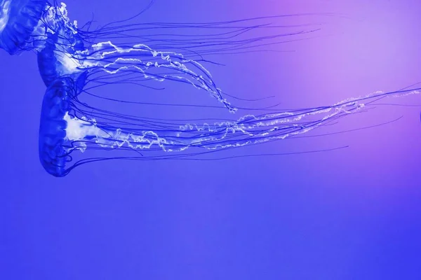 Медузи Глибокому Синьому Морі — стокове фото