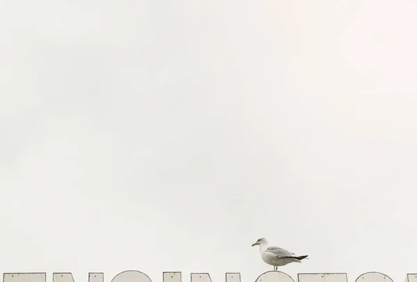 Чайка Білому Фоні — стокове фото