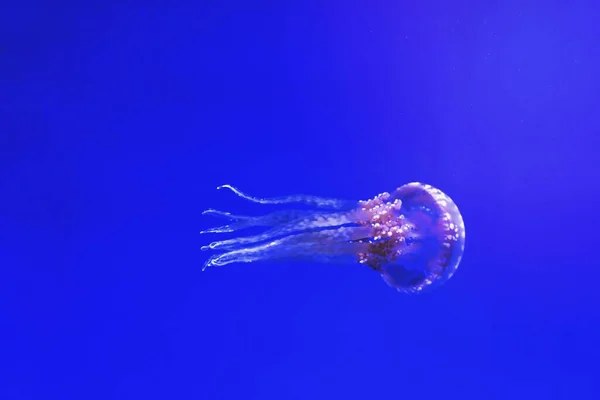 Медузы Глубоком Синем Море — стоковое фото