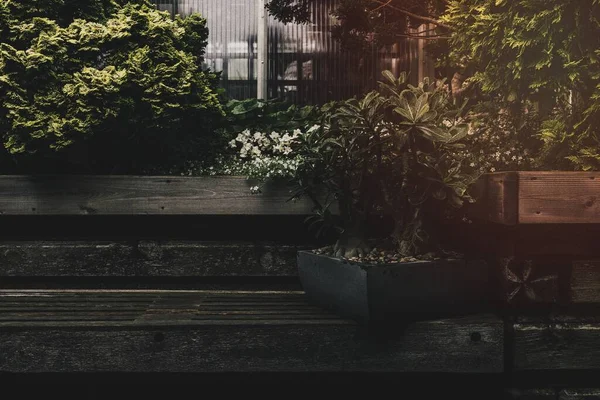Krukväxt Planka Trädgården — Stockfoto