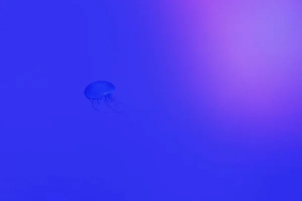 Méduses Dans Mer Bleu Profond — Photo