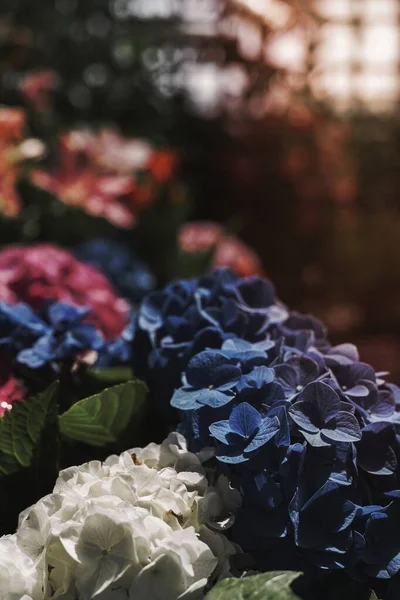 Gros Plan Fleurs Hortensia Dans Une Serre — Photo