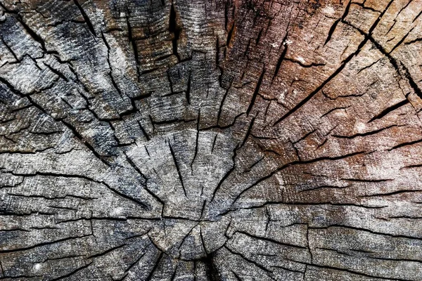 Close Old Dried Tree Stump — Stock Photo, Image