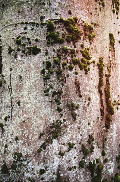 Moss Uma Árvore Royal Botanical Gardens Burlington Canadá — Fotografia de Stock