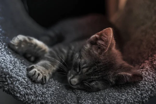 Roztomilé Šedé Kotě Spí Zdravě — Stock fotografie