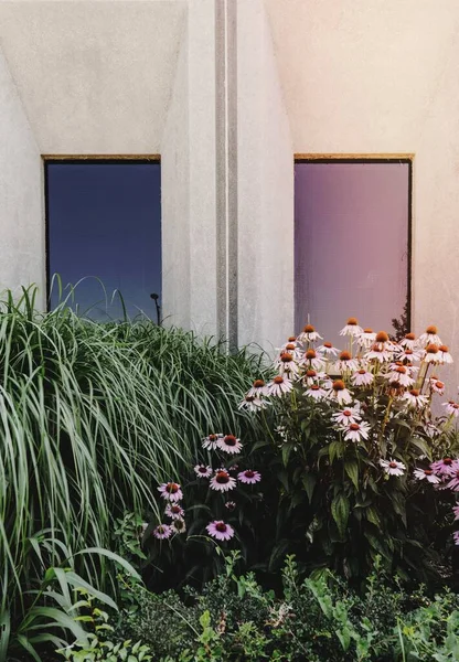 窓の外の花や低木 — ストック写真