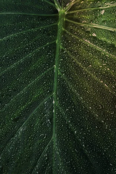 Крупним Планом Великому Зеленому Листі — стокове фото