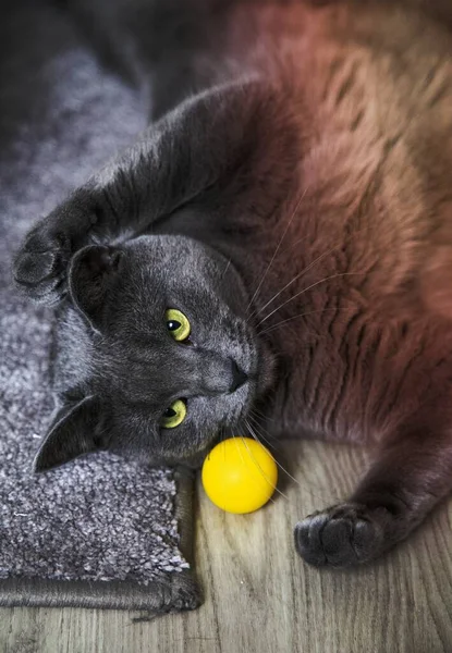 Šedá Domácí Kočka Žlutou Koulí Podlaze — Stock fotografie