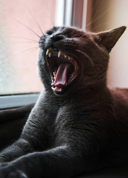 Γκρι Οικόσιτης Γάτας Χασμουρητό — Φωτογραφία Αρχείου