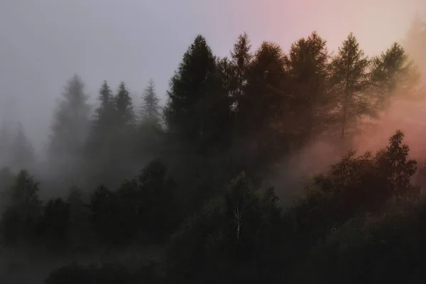 在雾中的松树林 — 图库照片
