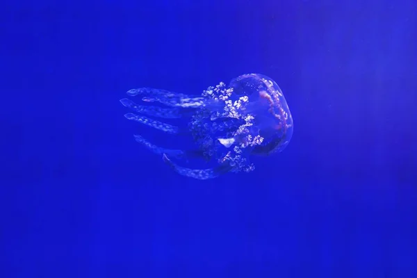Medusa Mar Azul Profundo — Fotografia de Stock