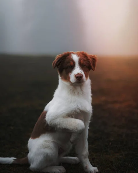 Собака Туманному Полі — стокове фото