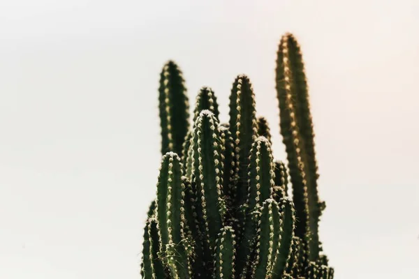 Primo Piano Piccolo Cactus — Foto Stock
