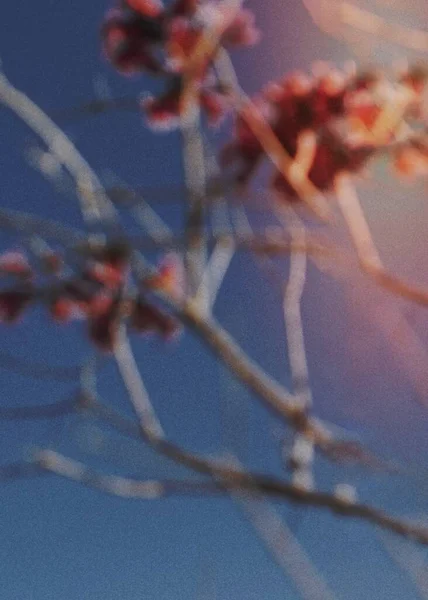 Rosafarbene Blumen Strahlend Blauen Sommerhimmel — Stockfoto