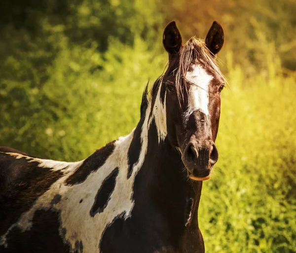 Cavalo Mustang Selvagem Parque Nacional — Fotografia de Stock
