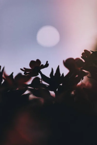 ดวงจ นทร มดวงส องแสงบนดอกไม โอเลนเดอร ทะเลสาบการ ตาล — ภาพถ่ายสต็อก