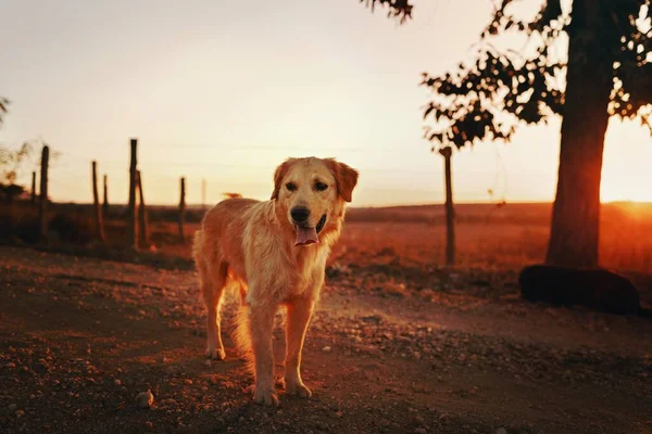 Σκύλος Ένα Αγρόκτημα Στο Belo Horizonte Βραζιλία — Φωτογραφία Αρχείου