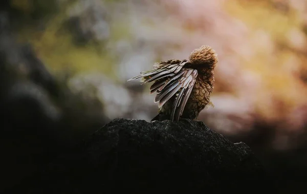 Kea Kuşu Kayanın Üzerinde Makro Çekim Yapıyor — Stok fotoğraf