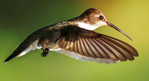 Minuscolo Hummingbird Hoovering Mezz Aria — Foto Stock