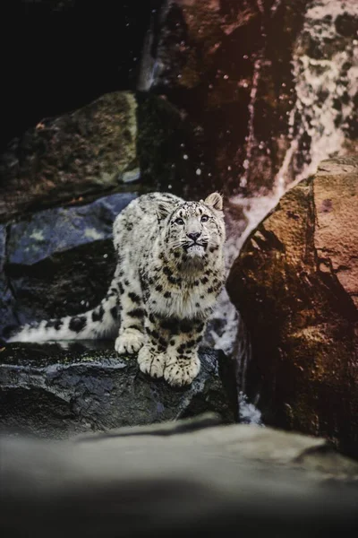 动物园里的雪豹 — 图库照片