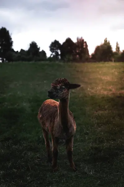 Lama Baby Auf Einer Grünen Wiese Neuseeland — Stockfoto