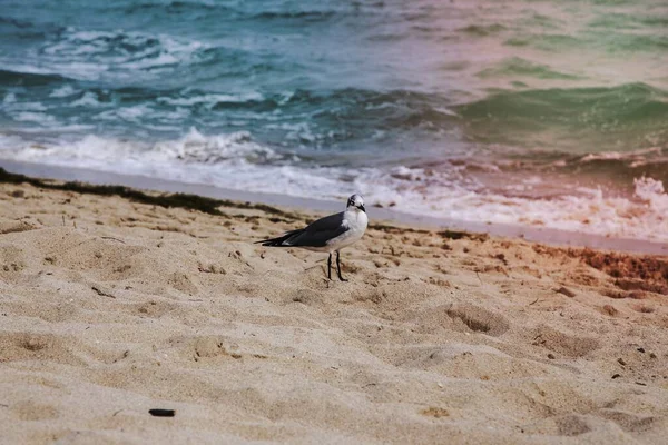 Kumlu Bir Sahilde Siyah Beyaz Bir Kuş — Stok fotoğraf