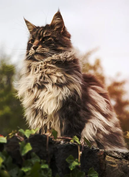 Domestic Brown Long Haired Cat — Stock Photo, Image