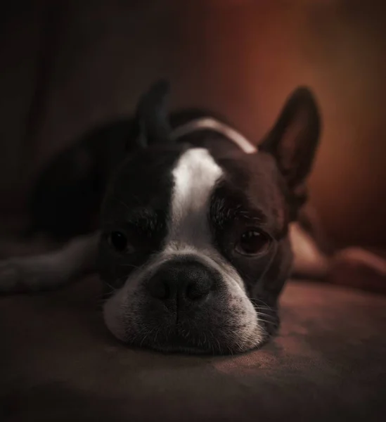 Young Boston Terrier Lying Couch — Stock Photo, Image