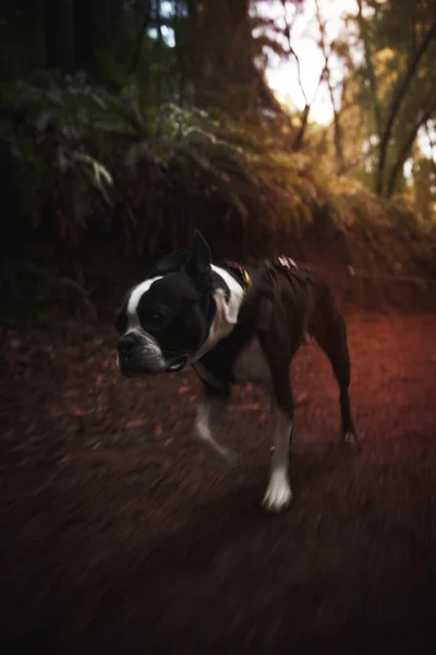 Boston Terrier Walking Forest — Stock Photo, Image