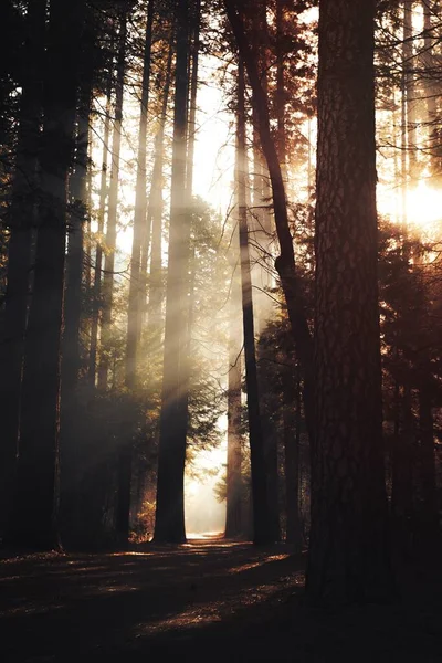 Luz Solar Através Floresta Parque Nacional Yosemite Califórnia Eua — Fotografia de Stock