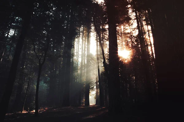 Luz Solar Através Floresta Parque Nacional Yosemite Califórnia Eua — Fotografia de Stock