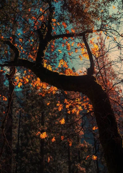 Εθνικό Πάρκο Γιοσέμιτι Την Φθινοπωρινή Περίοδο Ηπα — Φωτογραφία Αρχείου