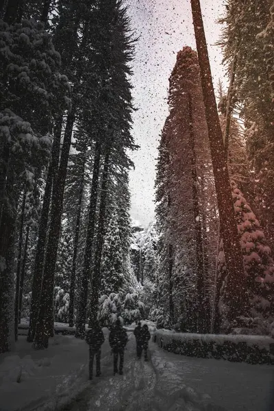 Χειμώνας Στο Εθνικό Πάρκο Γιοσέμιτι Ηνωμένες Πολιτείες — Φωτογραφία Αρχείου