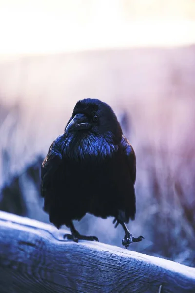 Common Raven Yosemite Valley California Usa — Stok Foto