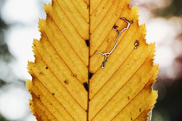Жовтий Лист Восени — стокове фото