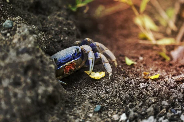 Close Blue Crab Ground — Stock Photo, Image