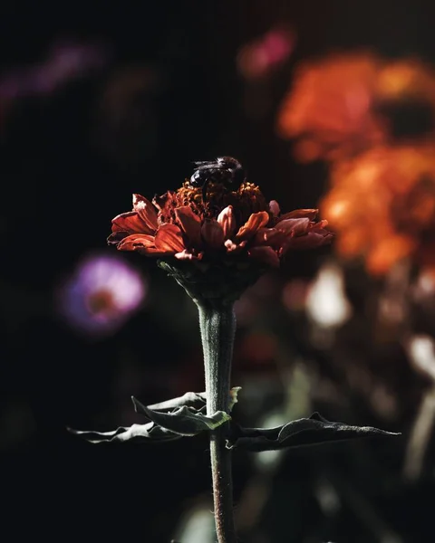 Arı Çiçeği Döllüyor — Stok fotoğraf