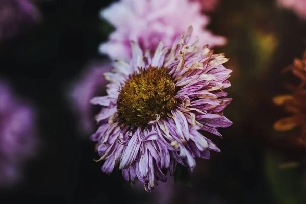 Aster Flower Gesees Alemania — Foto de Stock
